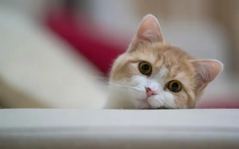 桌面壁纸 动物壁纸 > 正文  本文 逗比猫咪精美壁纸_我们最爱的猫咪由