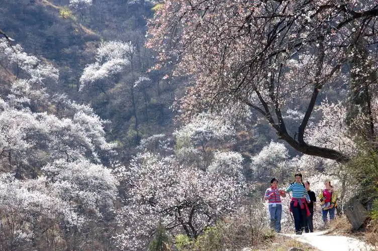 畅游环翠三生有杏荥阳市环翠峪风景名胜区第27届杏花节开幕