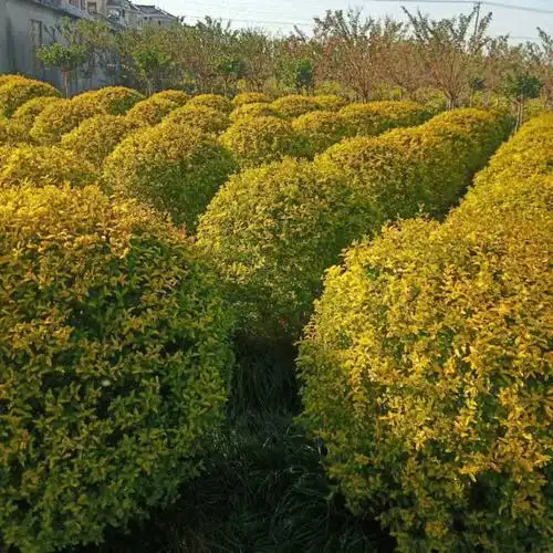 从苗木的特性上,绿化苗木大致可分为以下种类乔灌木移栽大树扦插小苗