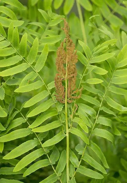 紫萁图片紫萁野菜图片