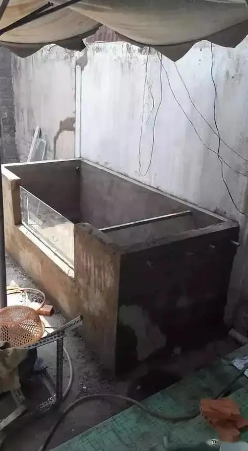 耗资千元自己砌了个锦鲤池,清澈的水如此简约