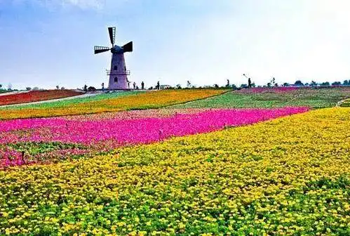 中国最大的花海景区五色花海景区艺术线条和层次感明显