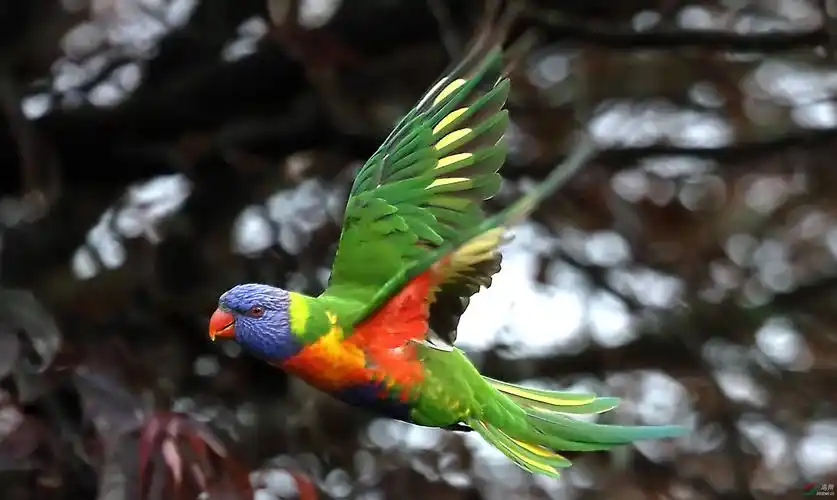 彩虹鹦鹉 (2)_副本.jpg