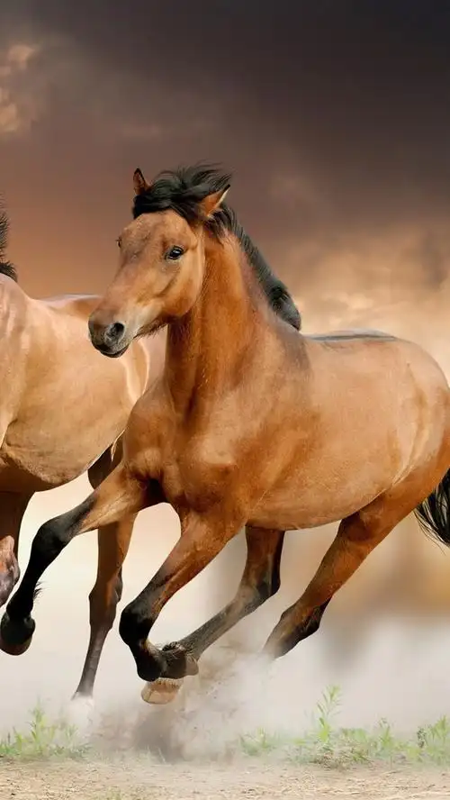 两匹棕色的马奔跑,速度 iphone 壁纸
