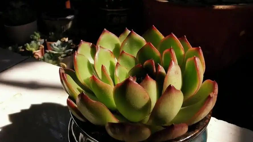 这23款多肉叶片带小红尖,看看都有哪些品种?