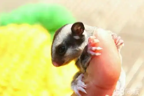 (转让)蜜袋鼯幼崽出售.