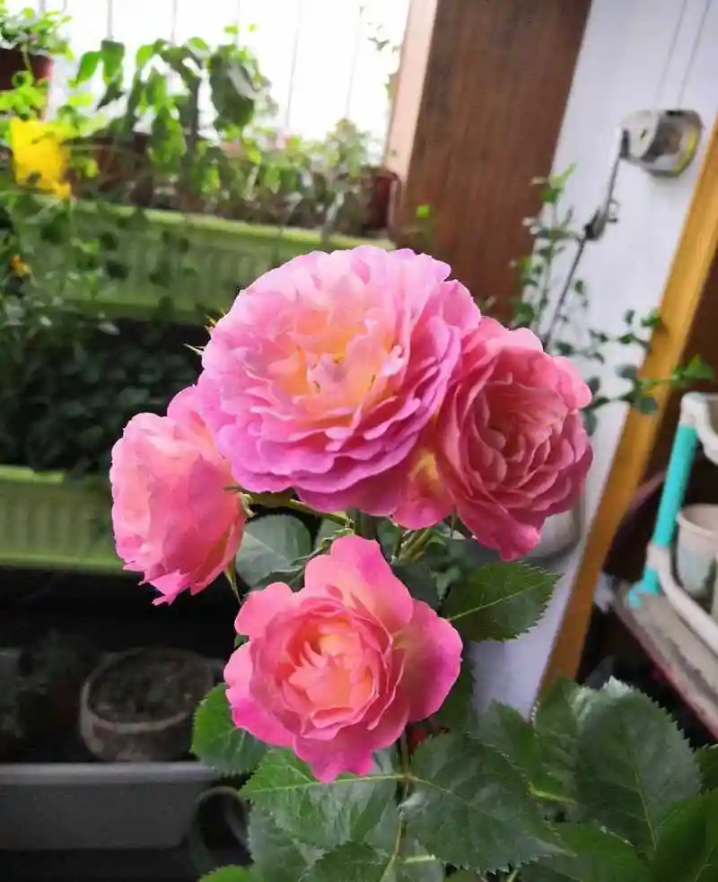 阳台盆栽"新宠"——微型月季花"小魔女甜心",高度只有三十多公分,株型