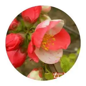 2017海棠新品种红r千鸟,盆景盆栽,花坛花卉,庭院种植