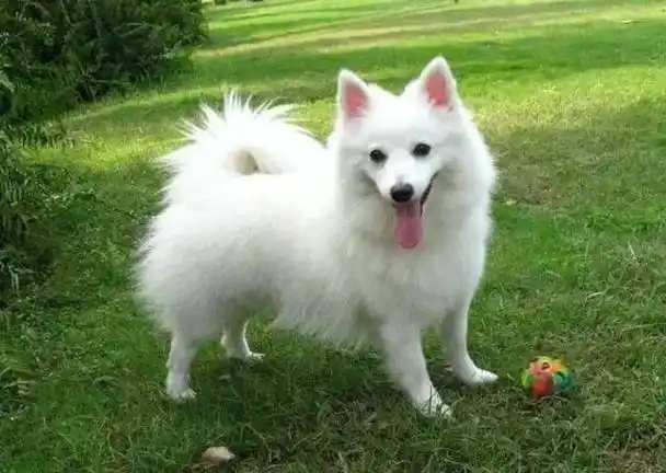 萨摩耶vs银狐,外观相似,性格却大相径庭!别让银狐犬"冒充"了