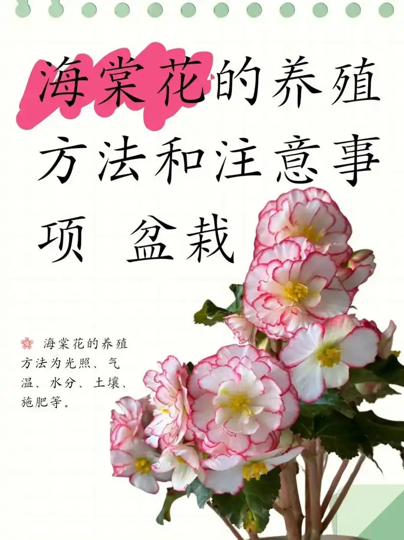 海棠花的养殖方法和注意事项 盆栽  94 揭秘海棠花的养护秘籍:光照