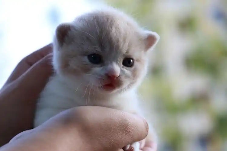 英短乳白正八|摄影|宠物摄影|沐米猫舍 - 原创作品 - 站酷 (zcool)