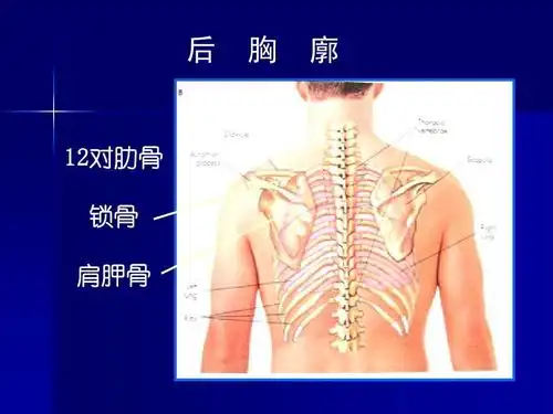 后 胸 廓 12对肋骨 锁骨 肩胛骨