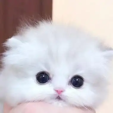 呆萌小奶猫图片头像高清_动物头像_头像屋