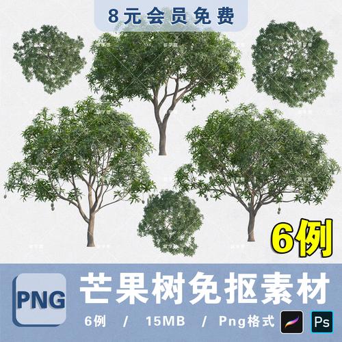 芒果树植物素材无背景png芒果树平立面免抠ps素材procreate贴图片