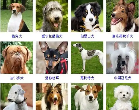 00种名犬图片及名字,英国名犬图片和名字