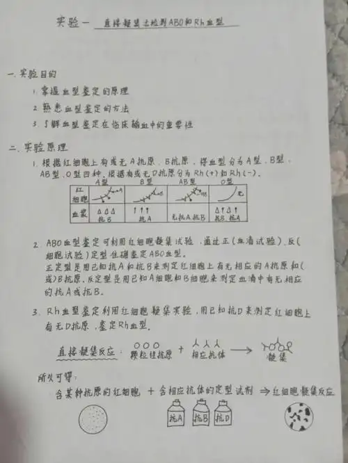 免疫实验报告一凝集