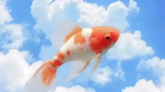 锦鲤保佑你,接下来的日子幸运暴富