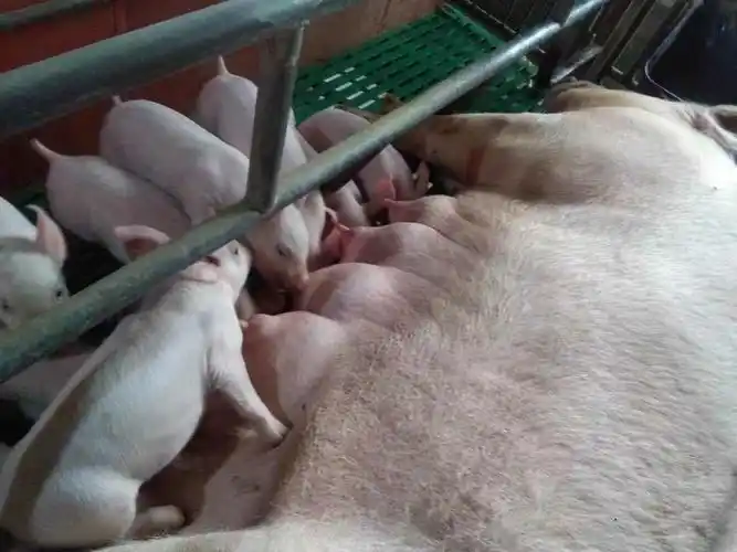 保靖鑫洋食品628套餐乳猪实证