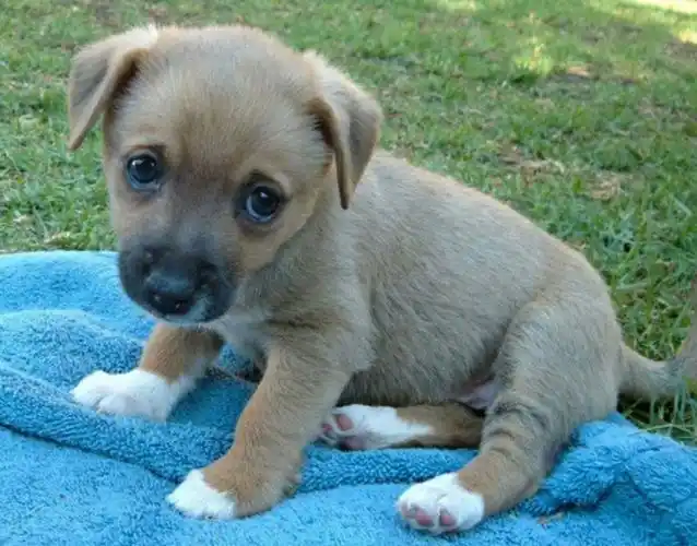 十五条关于狗狗的小秘密,铲屎官最多猜中五条!