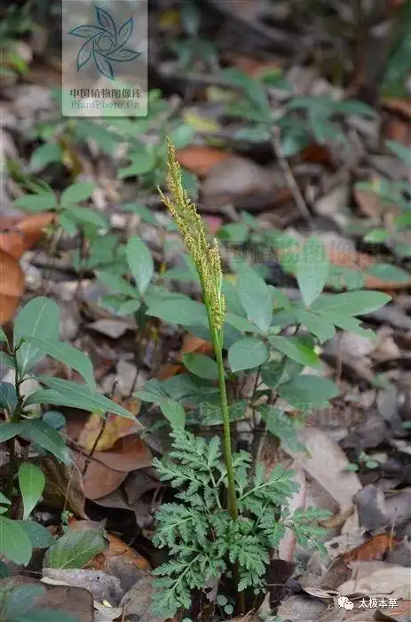 背蛇生,破天云,散血叶,小春花,蛇不见,吊竹良枝,良枝草,独脚金鸡,丹桂