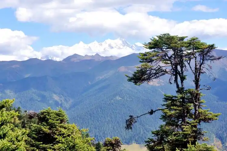 318国道林波段的工布鲁朗林海