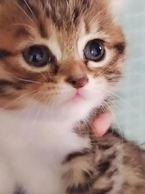 年货小猫咪上桌金橘年糕芝麻汤圆我先馋为敬