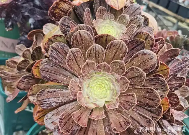 加仑盆栽种的法师拉丝锦