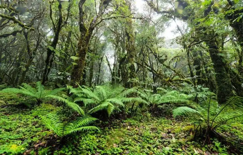 原始森林是酷热到凉爽的距离32℃到19℃是阳光到细雨的距离海拔800米
