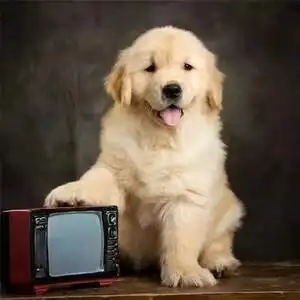 纯种金毛幼犬沙滩金枫叶红赛级小金毛活体幼崽家养宠物狗活物狗狗