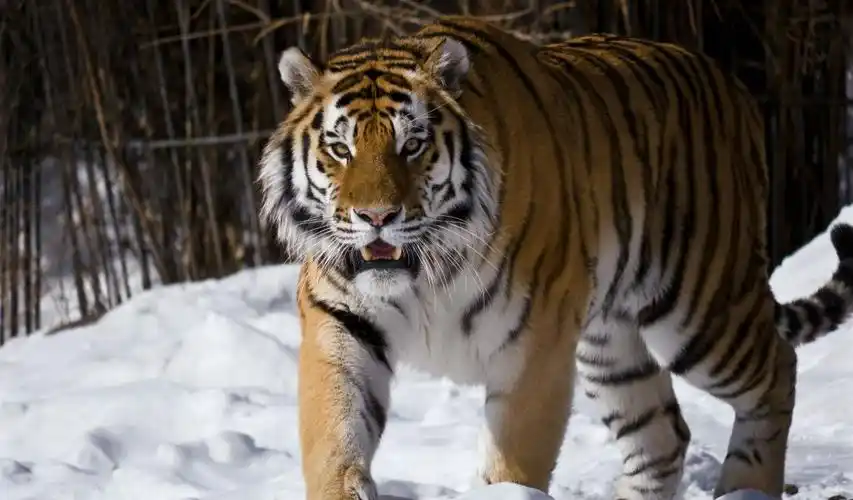 阿穆尔虎,雪,冬季壁纸