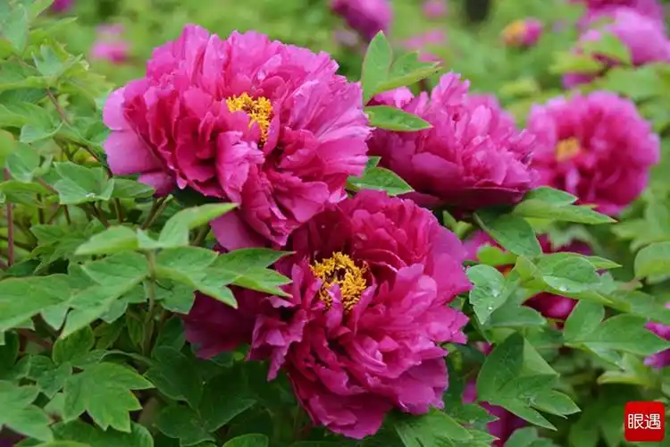 【原创】[洛阳红]牡丹娇艳绽放洛浦公园