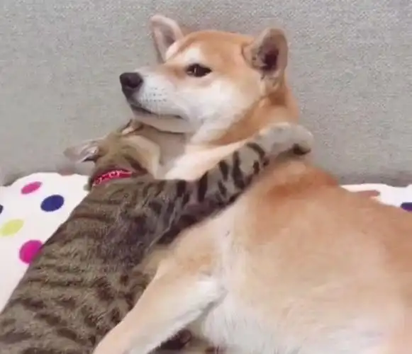 被猫咪壁咚种草莓,柴犬却想哭:为什么会有这么粘人的女朋友