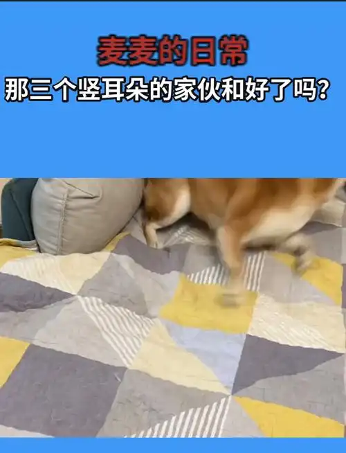 那三个竖耳朵的家伙和好了吗?