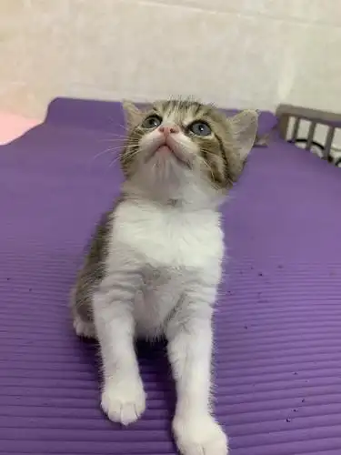 番禺市桥,英短串串小偿找领养