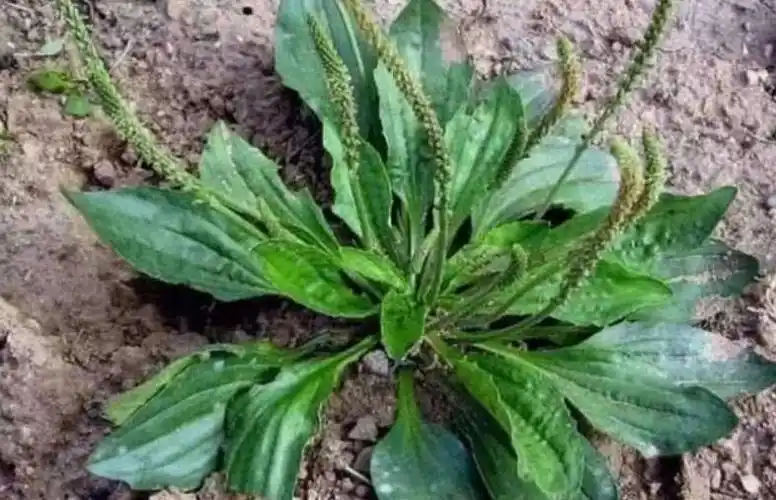 车前草车前草的功效与作用有哪些的禁忌