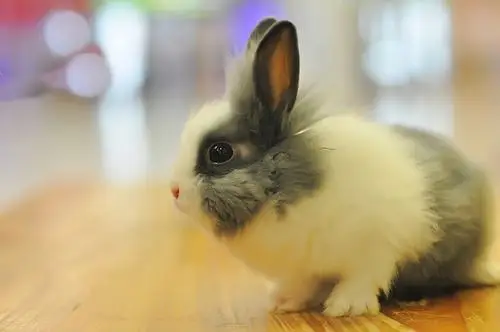 竖起耳朵听动静----兔宝宝