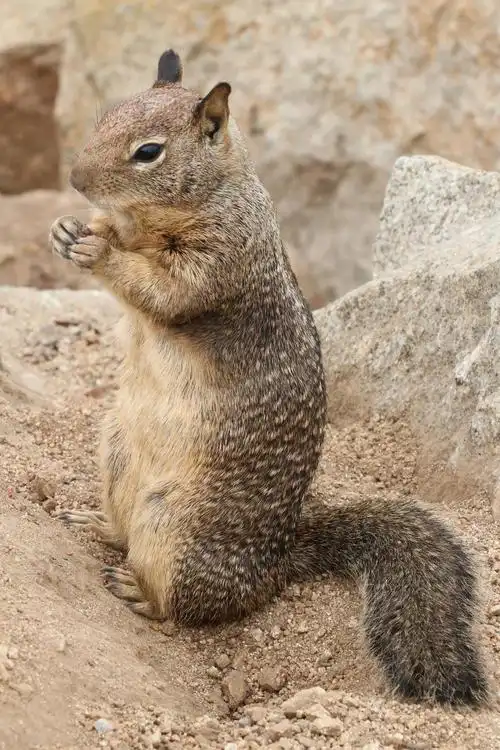 松鼠,自然,野生动物,啮齿类动物