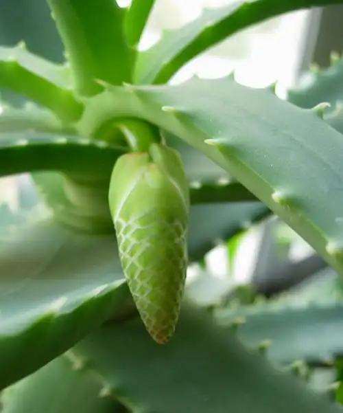 中国芦荟的功效和作用(养上一盆芦荟好看好养好处多)