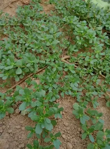 学名:portulaca oleracea l,别称:马苋,五行草,长命菜,五方草,瓜子菜
