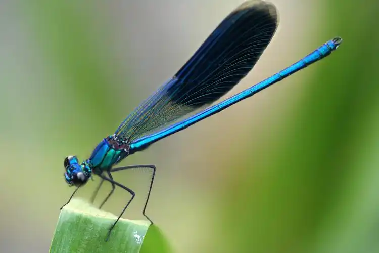 一只美丽的蓝色蜻蜓蜻蜓