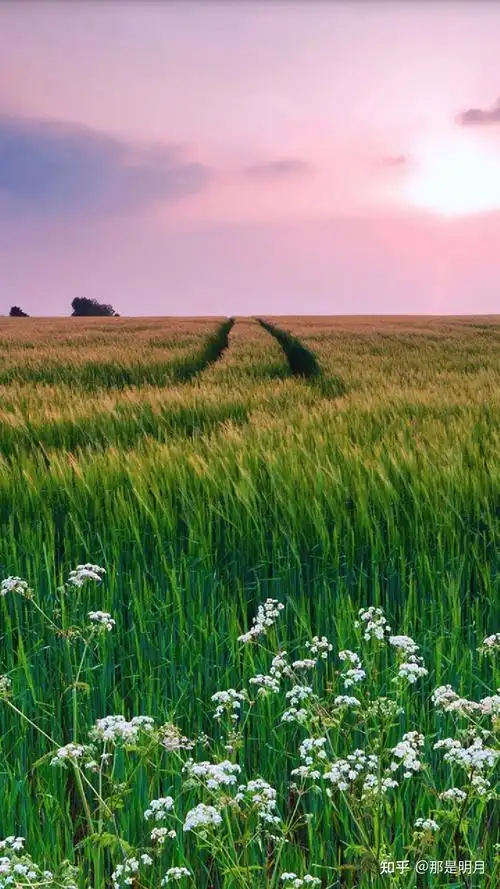 有没有很阳光,清新绿色,自然让人心情好的风景壁纸? - 知乎
