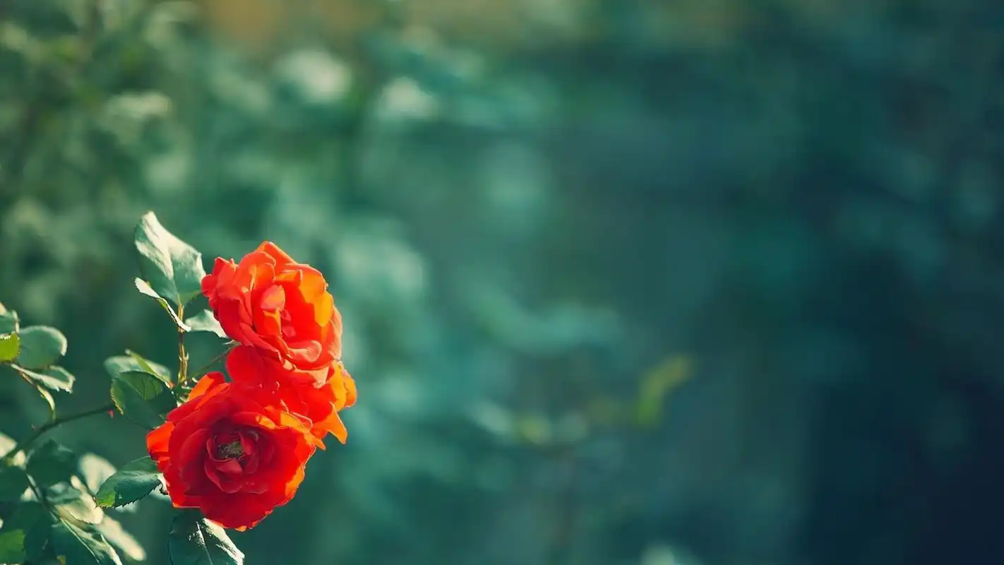治愈系红玫瑰唯美高清桌面壁纸.