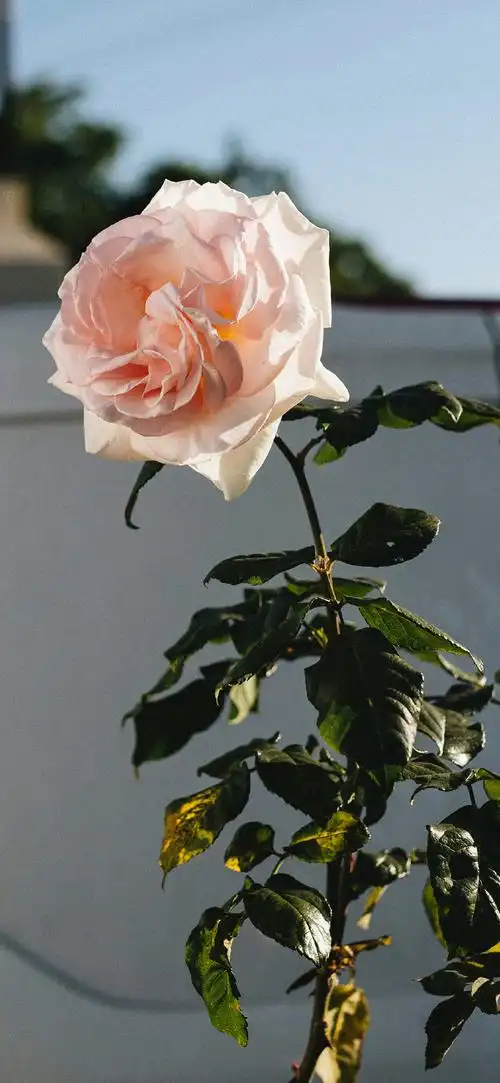 各种风格的壁纸