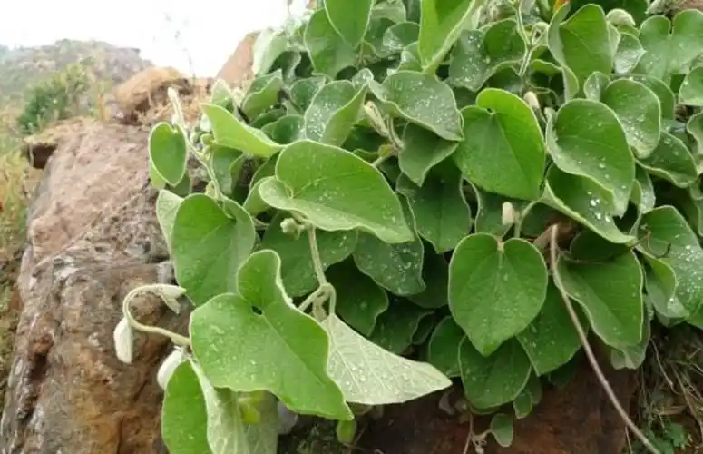 生长于石缝间的野草俗称白毛藤药农常用它来祛风湿治胃痛