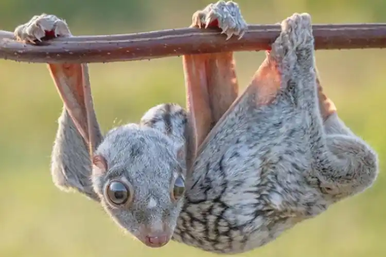 鼯猴会飞吗鼯猴是哺乳动物吗