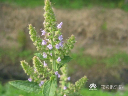 雪见草是种分布很广泛的
