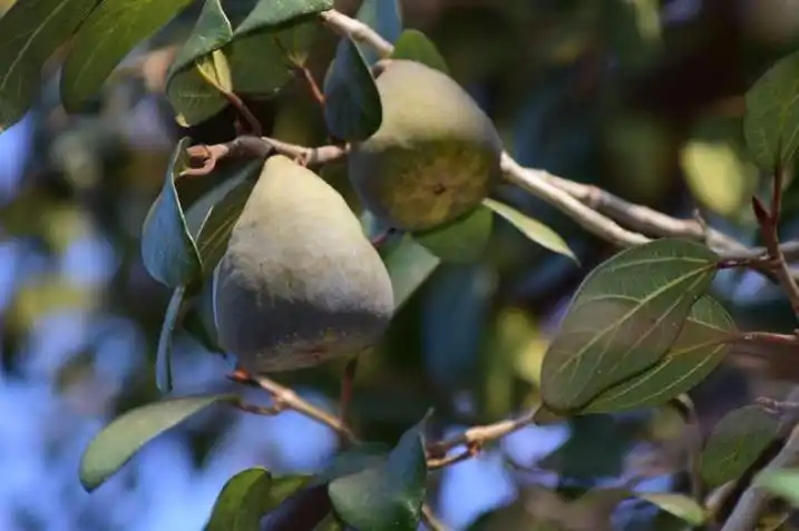 农村这东西,原来叫霹雳果,药食两用,《本草纲目》都有记载