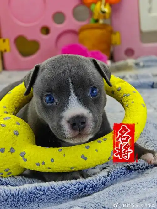 恶霸犬##美国恶霸犬##狗狗##我家宠物好可爱##萌宠##宠物##宠物卖萌