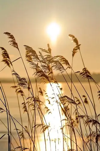 清晨河岸的日出景色,芦苇,雾,河