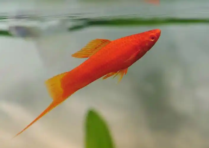 var)又称红剑,剑鱼,为 a target="_blank" href="/item/鳉形目